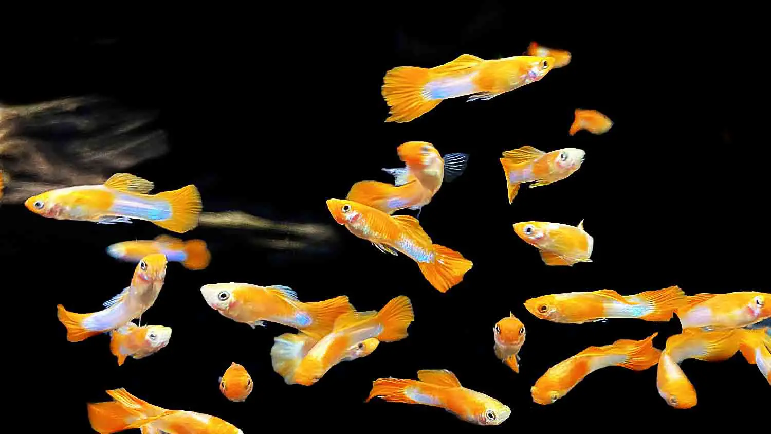 Guppy Fish: Care, Lifespan, Diet, Breeding & More