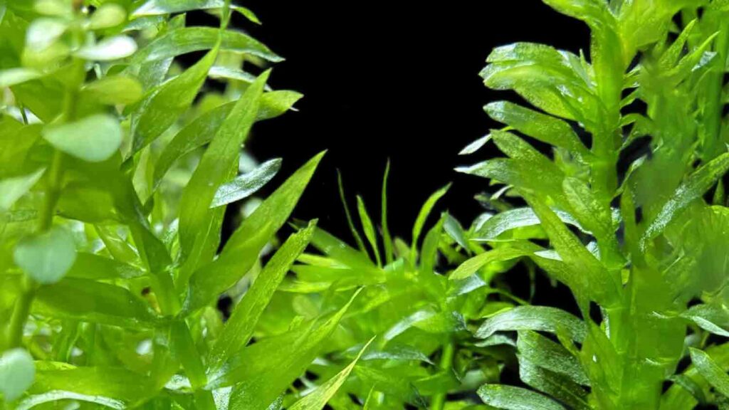 Easy Live Aquarium Plants Package - 4 Kinds - Anacharis,  and more! 