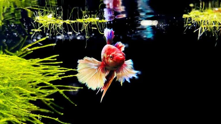 Betta Fish In a Planted Aquarium