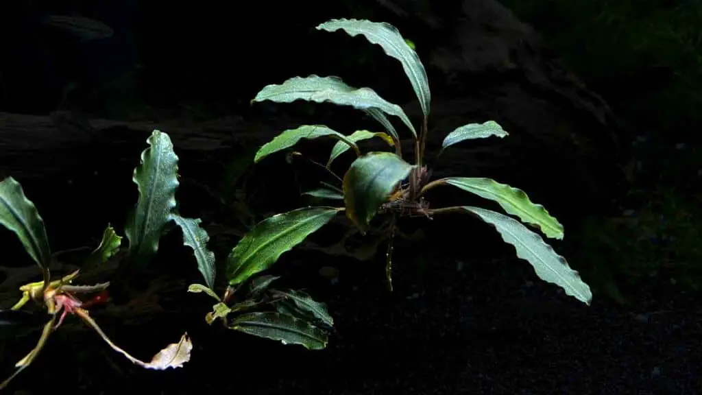 Bucephalandra (Buce Plant)
