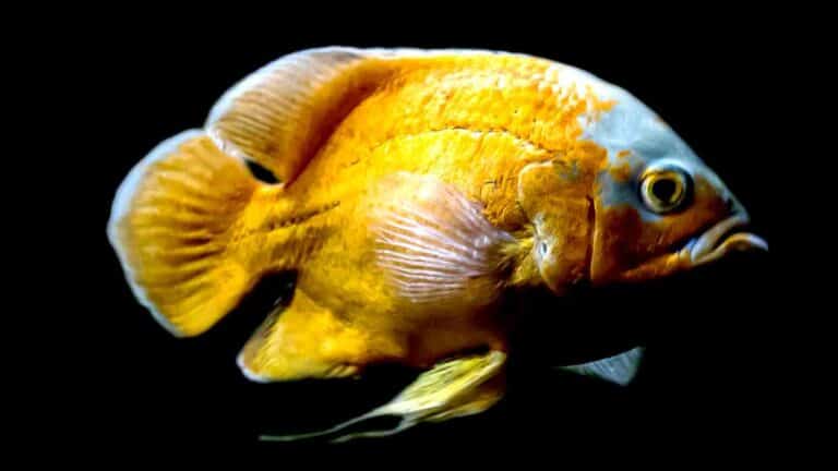 Gold Lemon Oscar Fish