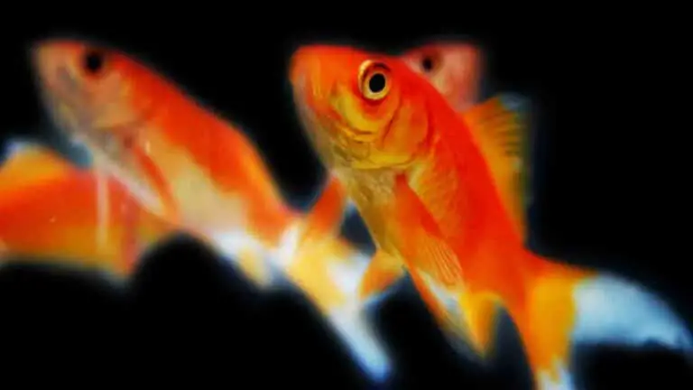 A Group Of Common Goldfish In Aquarium
