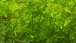 Guppy Grass (Najas guadalupensis)