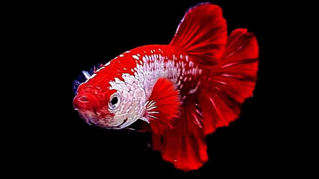 Halfmoon Betta Fish