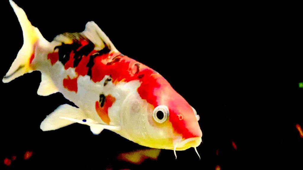 Koi Fish In Aquarium