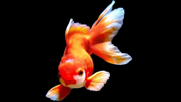 Oranda Goldfish In Aquarium