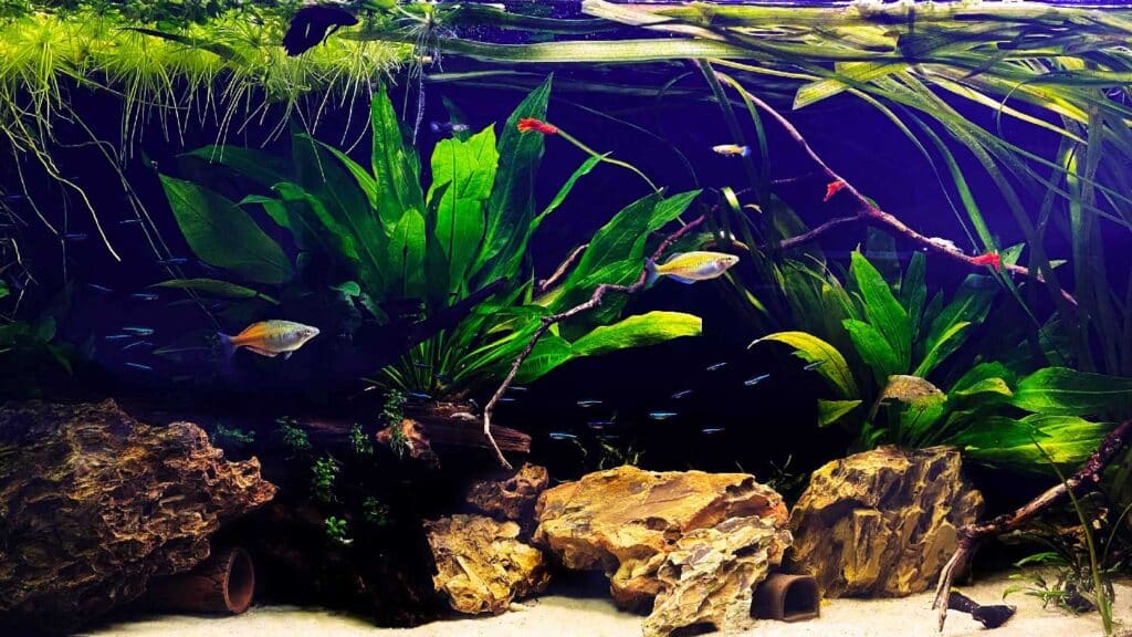 Planted freshwater community aquarium