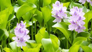 Water Hyacinth Plant With Flowers