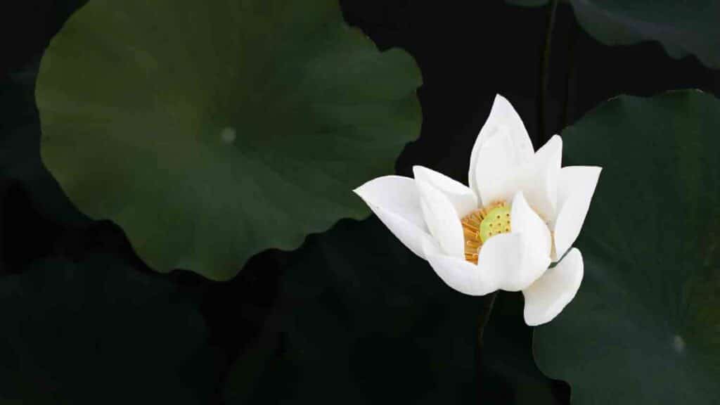 Fresh Look at The Best Plants For Koi Goldfish