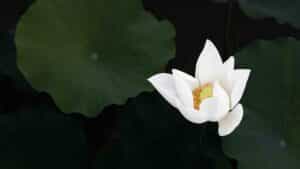 White Water Lotus