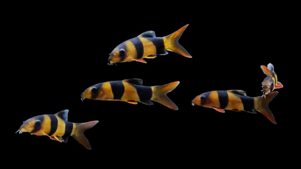 School of Clown Loaches