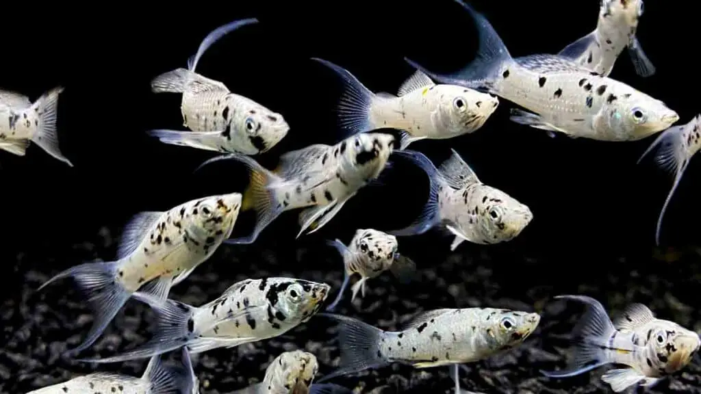 Dalmatian Lyretail Molly Fish