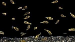 Pea Puffer: Care, Lifespan, Diet, Breeding & More
