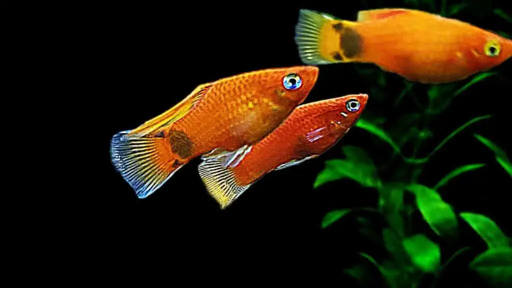 Highfin Red and Mickey Mouse Platy Fish