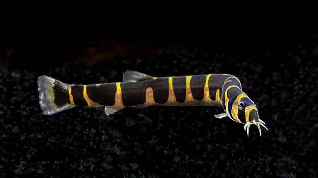 Kuhli Loach