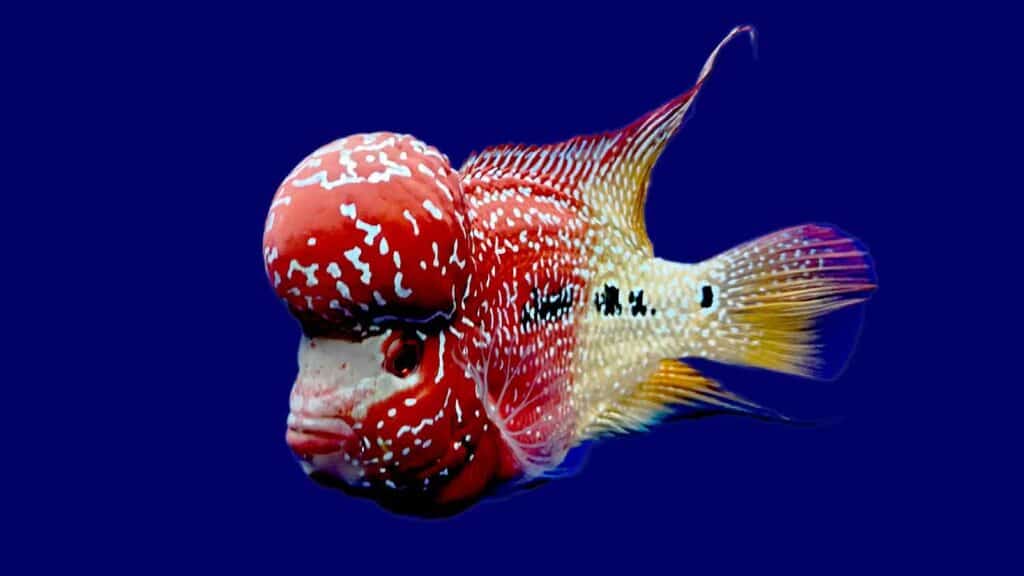 Super Red Dragon Flowerhorn