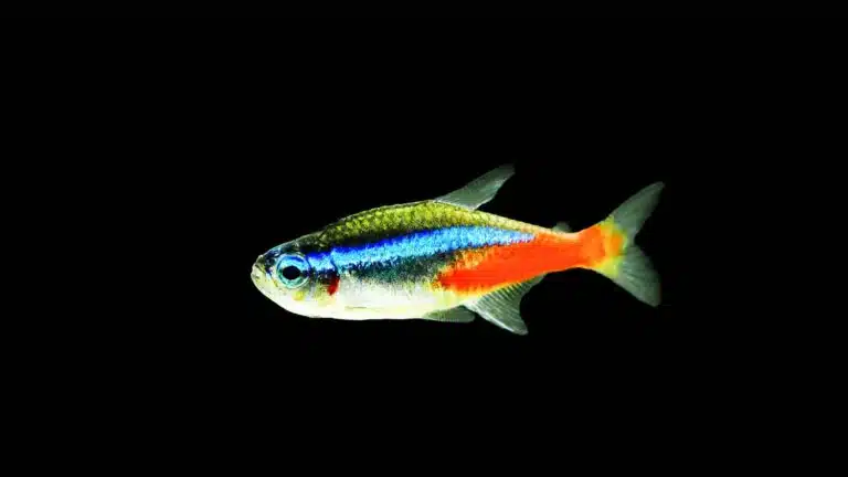 Neon Tetra