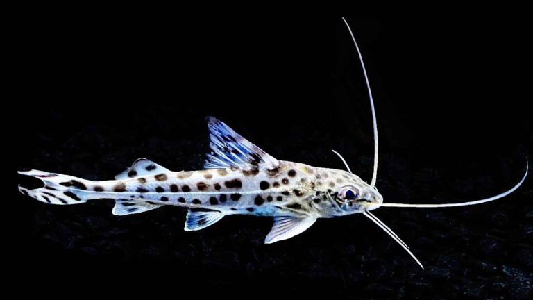 Young Pictus Catfish