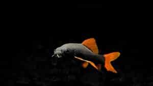 Rainbow Shark: Care, Size, Lifespan, Diet & More