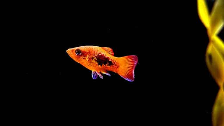 Sunset Red Platy Fish