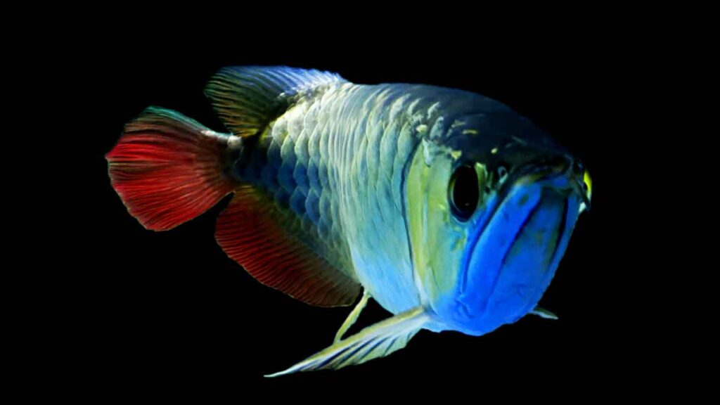 Red Tail Asian Arowana