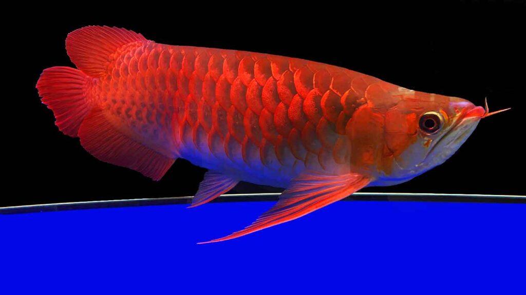 Super Red Asian Arowana in a bare bottom aquarium