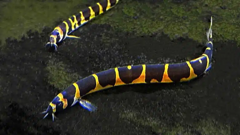 Two Kuhli Loaches On Aquarium Rock