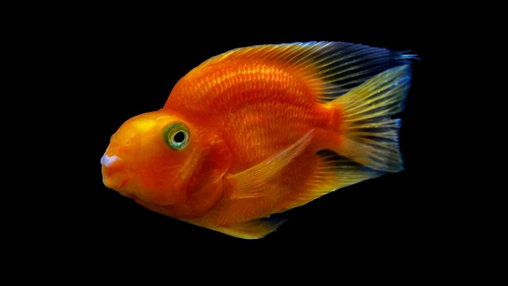 Blood Parrot Cichlid