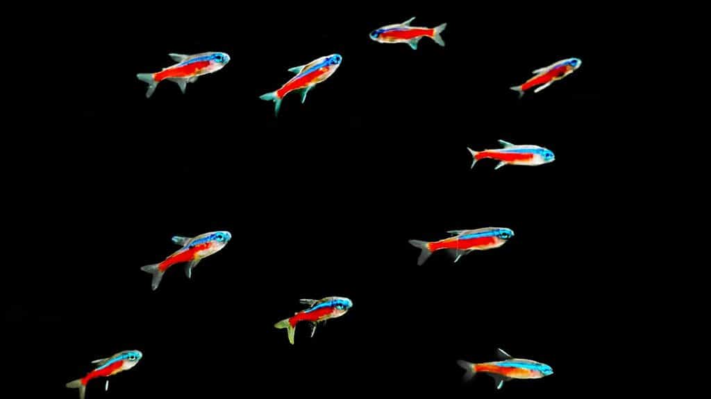 School of Cardinal Tetras