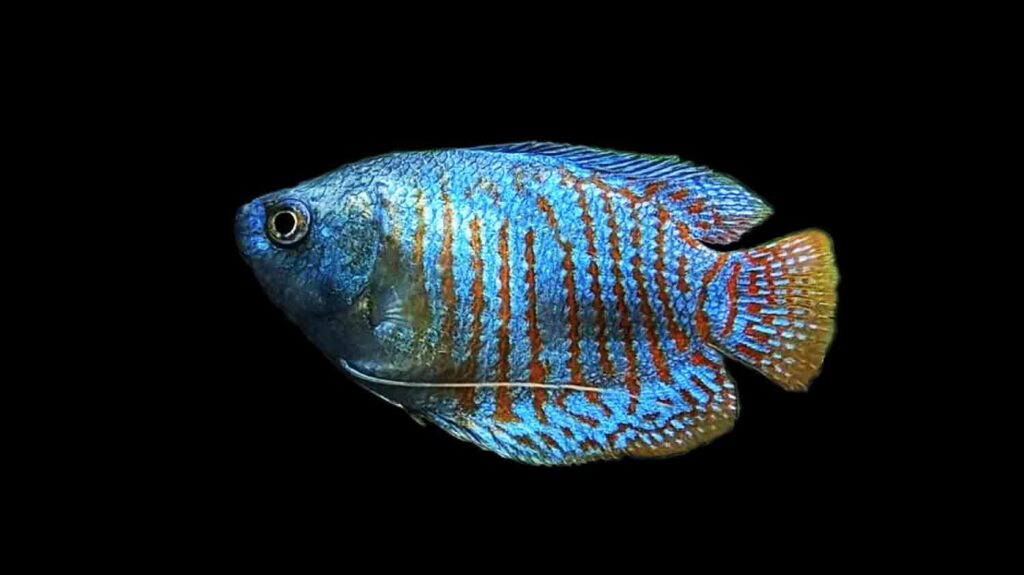 Dwarf Blue Gourami