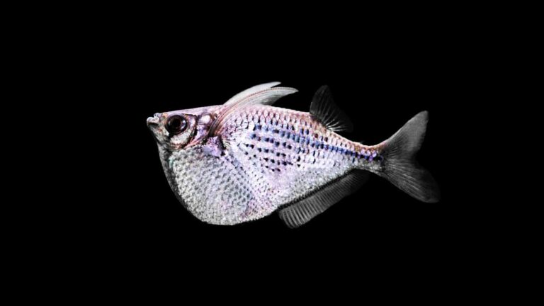 Spotted Hatchetfish (Gasteropelecus Maculatus)