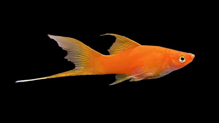 Male Red Swordtail