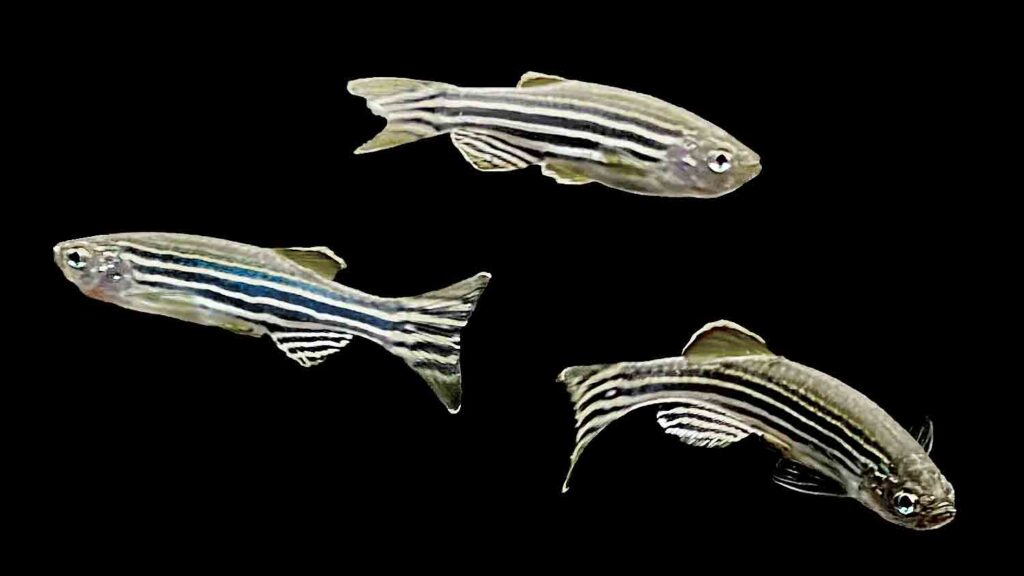 Zebrafish (Zebra Danio)